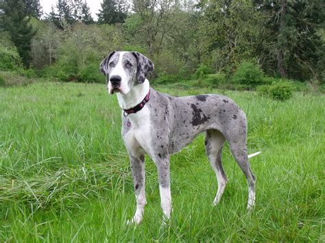 great dane merle mantle